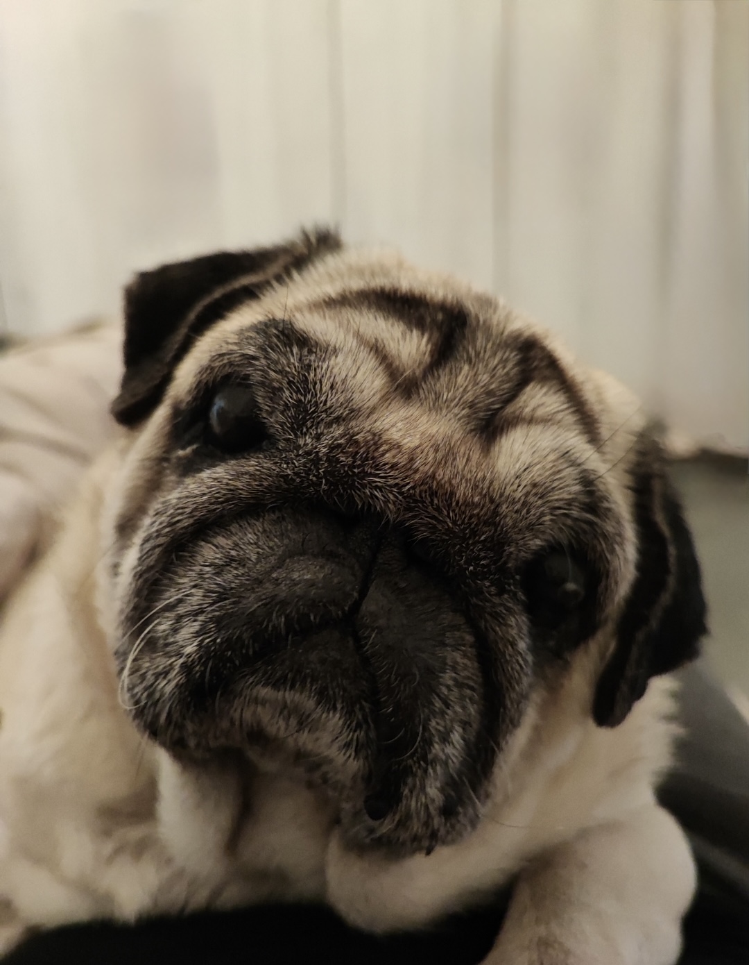 Cloe, la Tondina e mascotte di CLIMALTEC