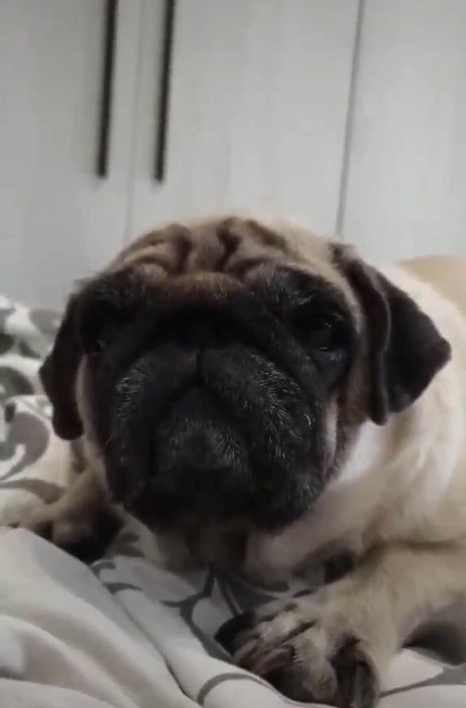 Un ricordo di Cloe, mascotte di CLIMALTEC