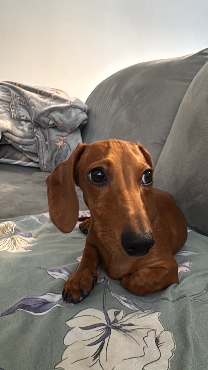 Cooper, detto Lunghino, mascotte di CLIMALTEC